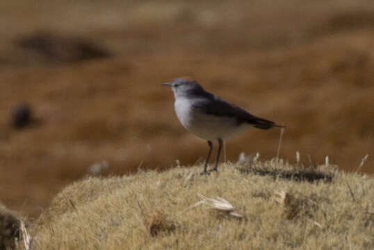 Image of Rufous-naped Ground Tyrant