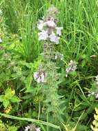 Image of Hairy Hedge-Nettle