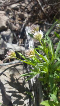 Image of longstalk clover