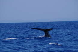 Image of pygmy blue whale