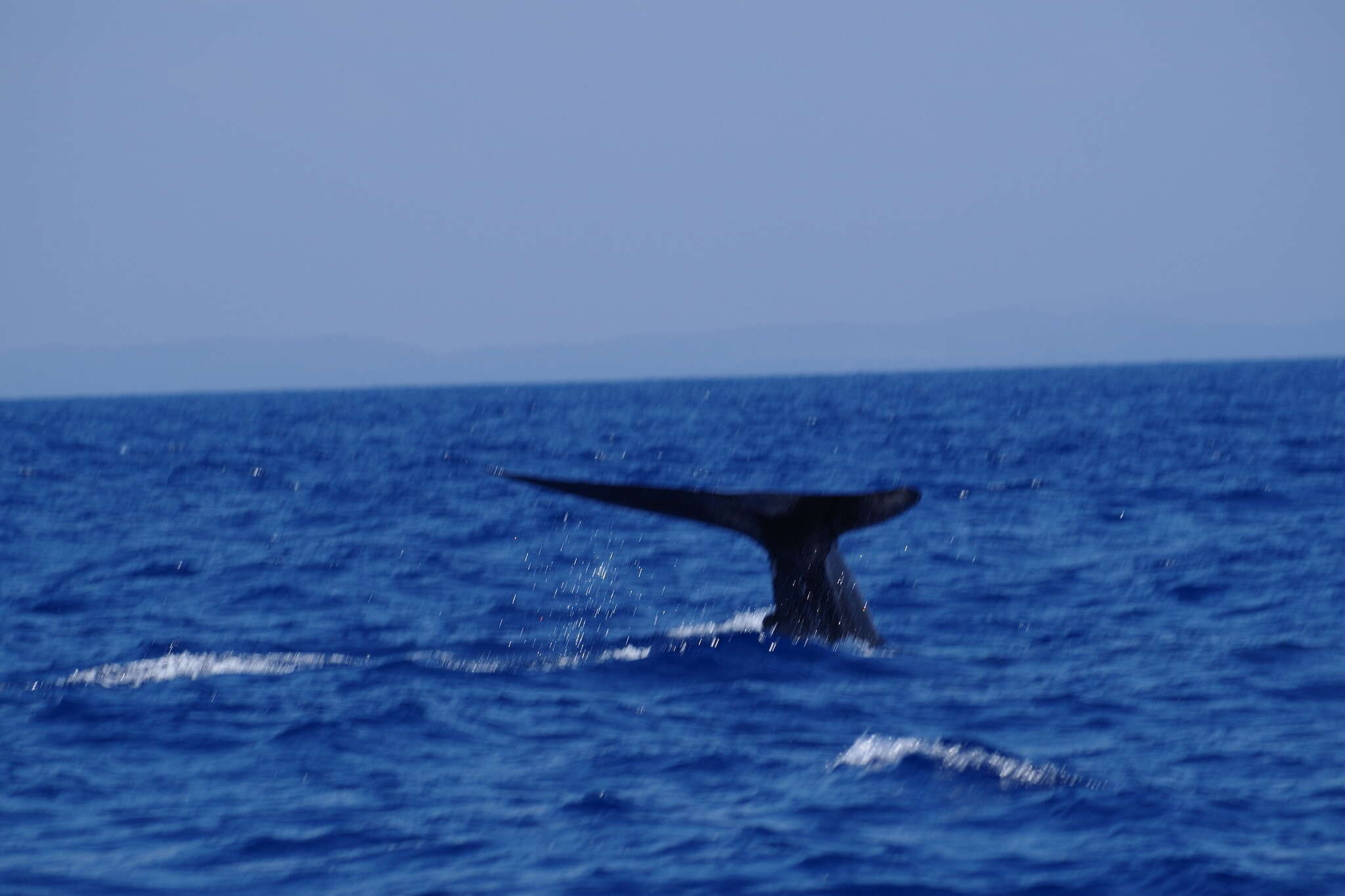 Image of pygmy blue whale