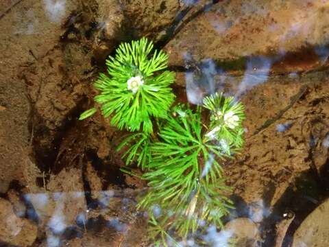 Image of Fish-Grass