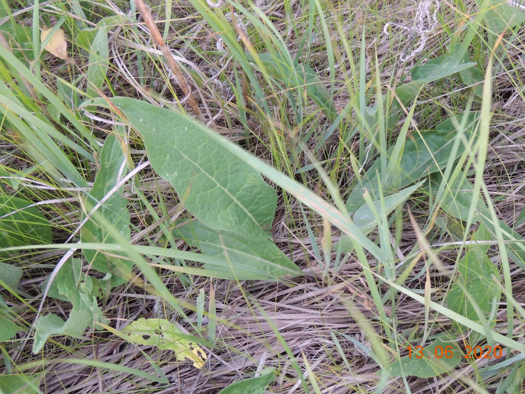 Imagem de Saussurea amara (L.) DC.