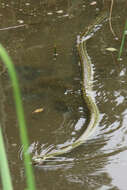 Image of Japanese Rat Snake