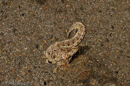 Image of Malayan Pit Viper