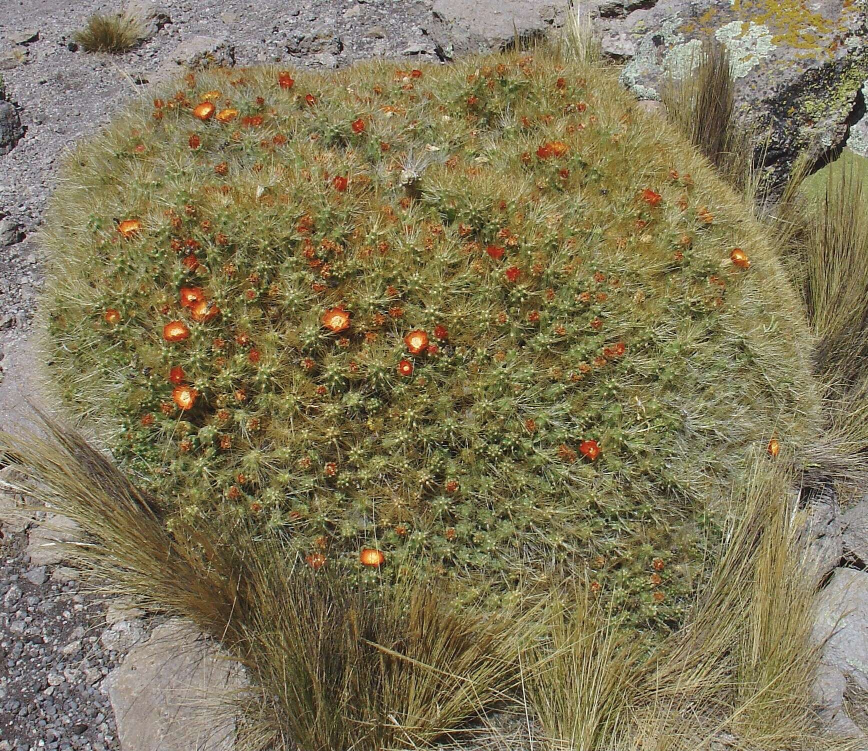 Image of Cumulopuntia glomerata