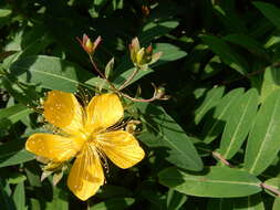 Image of Hypericum geminiflorum Hemsl.