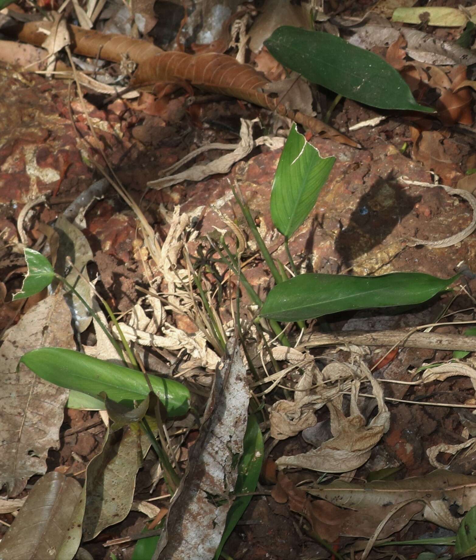 Image of Stachyphrynium spicatum (Roxb.) K. Schum.