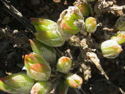 Plancia ëd Mesembryanthemum tortuosum L.