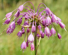 Image of Allium carinatum L.