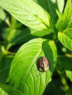 صورة Cyrtonota tristigma (Boheman 1850)