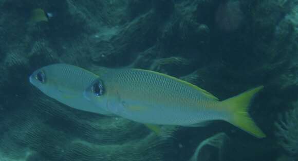 Image of Blue-nosed monocle-bream