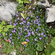 Слика од Ajuga pygmaea A. Gray