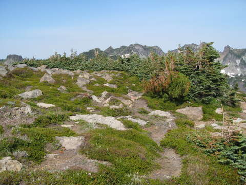 Image of subalpine fir