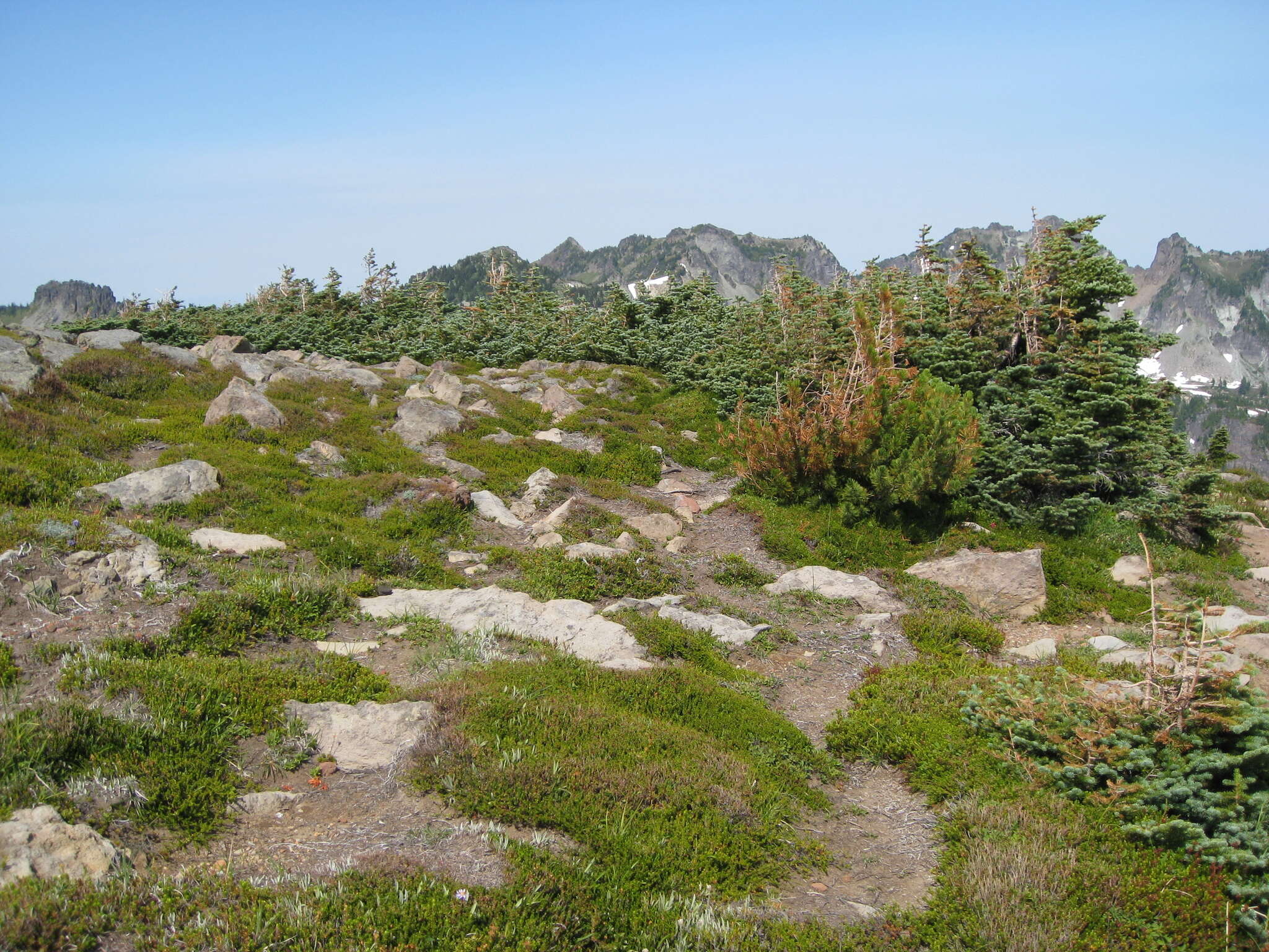 Image of subalpine fir