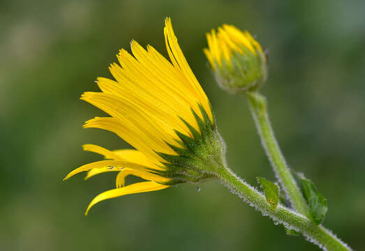 Imagem de Doronicum macrophyllum Fisch.