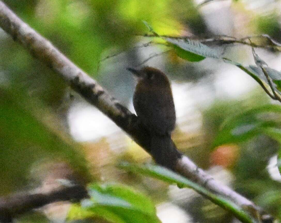 Image of Moustached Puffbird