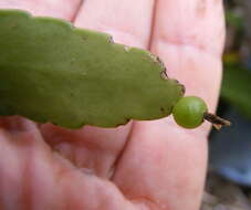 Pseudorhipsalis ramulosa subsp. jamaicensis (Britton & Harris) Doweld的圖片