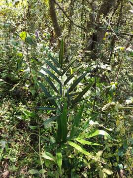 Image of Coniogramme japonica (Thunb. ex Murray) Diels