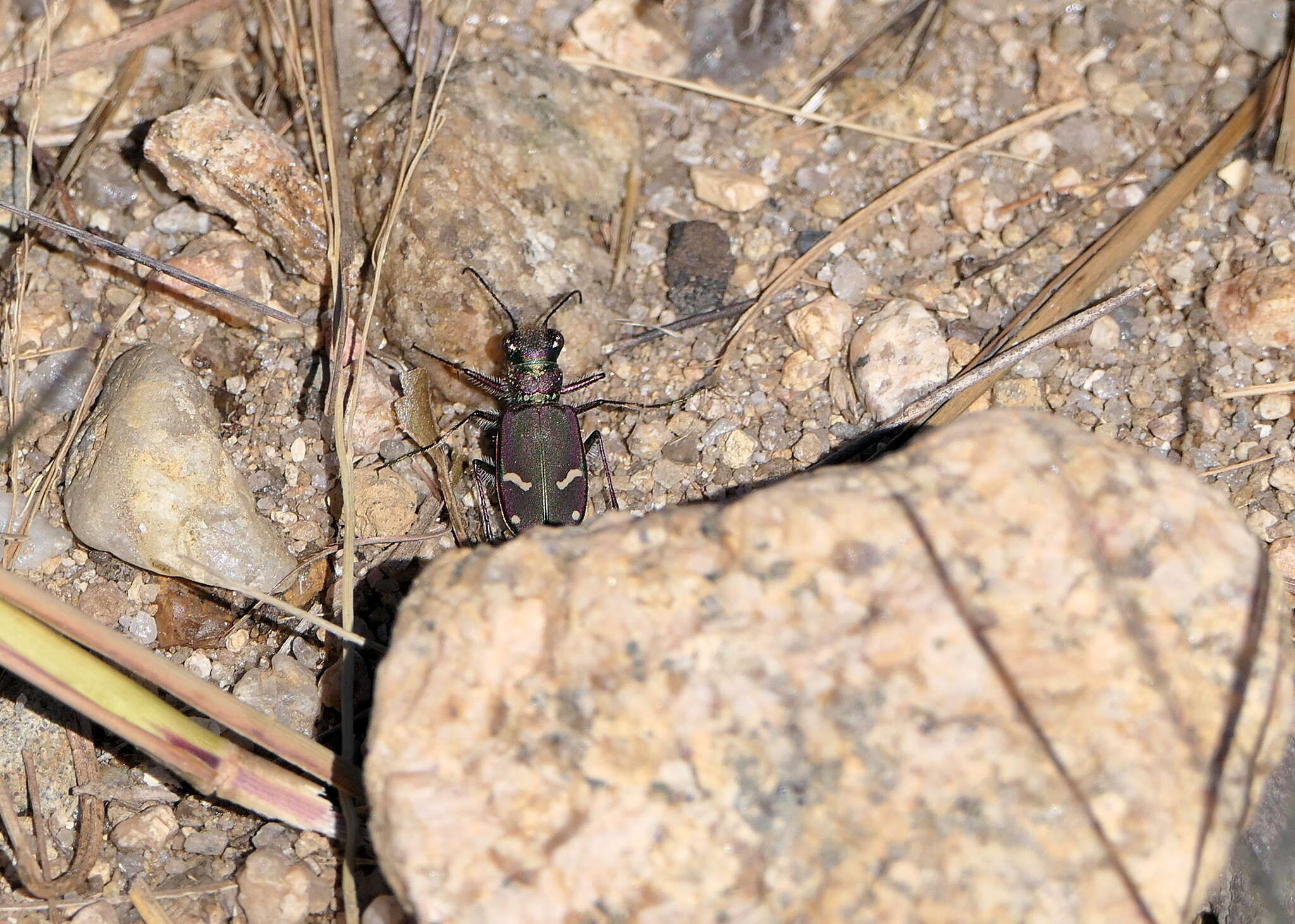 Image of Cicindela (Cicindela) purpurea purpurea A. G. Olivier 1790