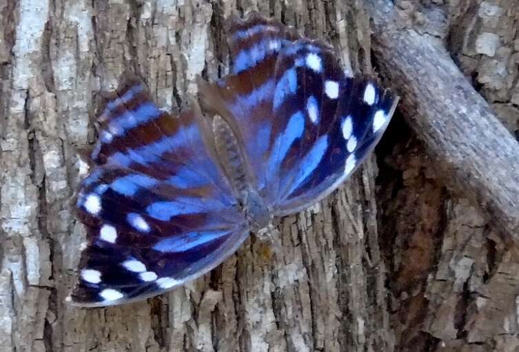 Image of Mexican Bluewing