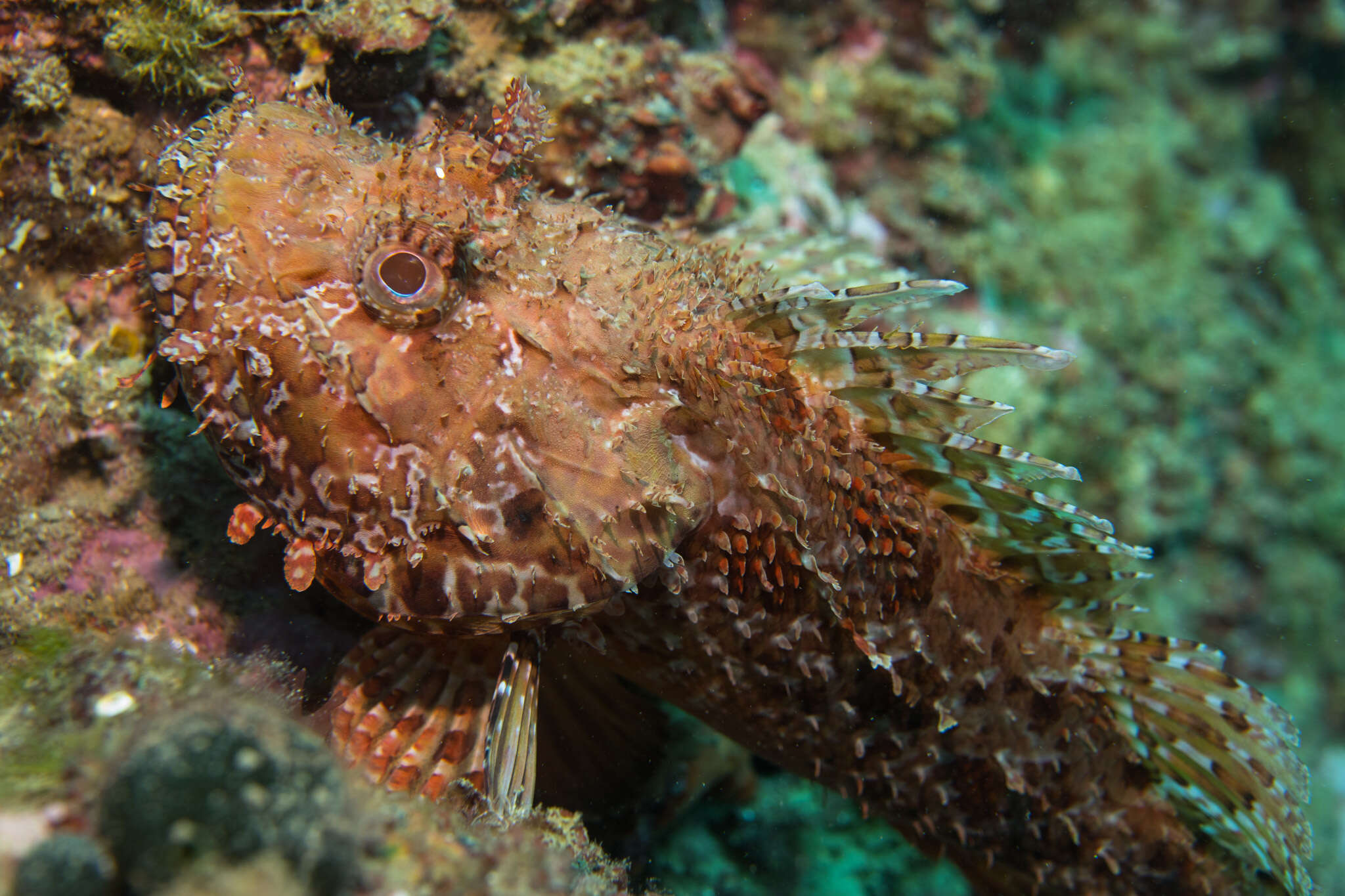 Image of Bigscale Scorpionfish