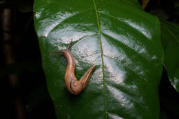 Image of Ratnadvipia karui Raheem & Naggs 2006