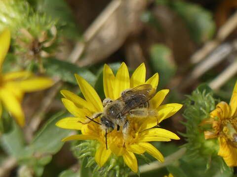 Image of Sunflower Chimney Bee