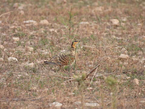 Image of Pin-tailed Sandgrouse