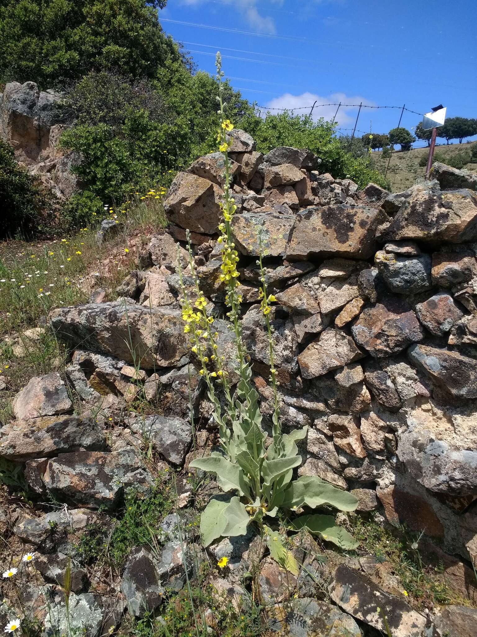 Imagem de Verbascum rotundifolium Ten.