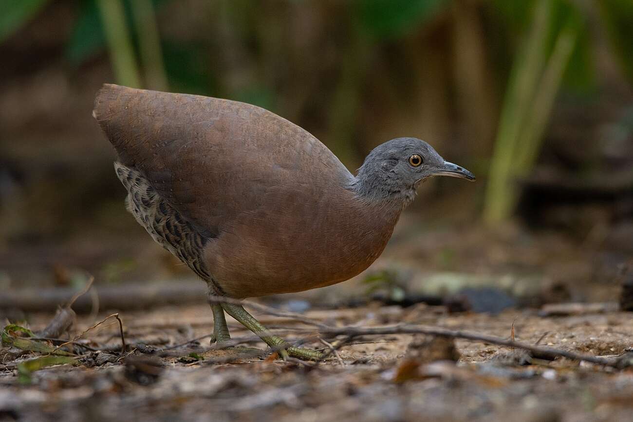 Plancia ëd Crypturellus obsoletus (Temminck 1815)