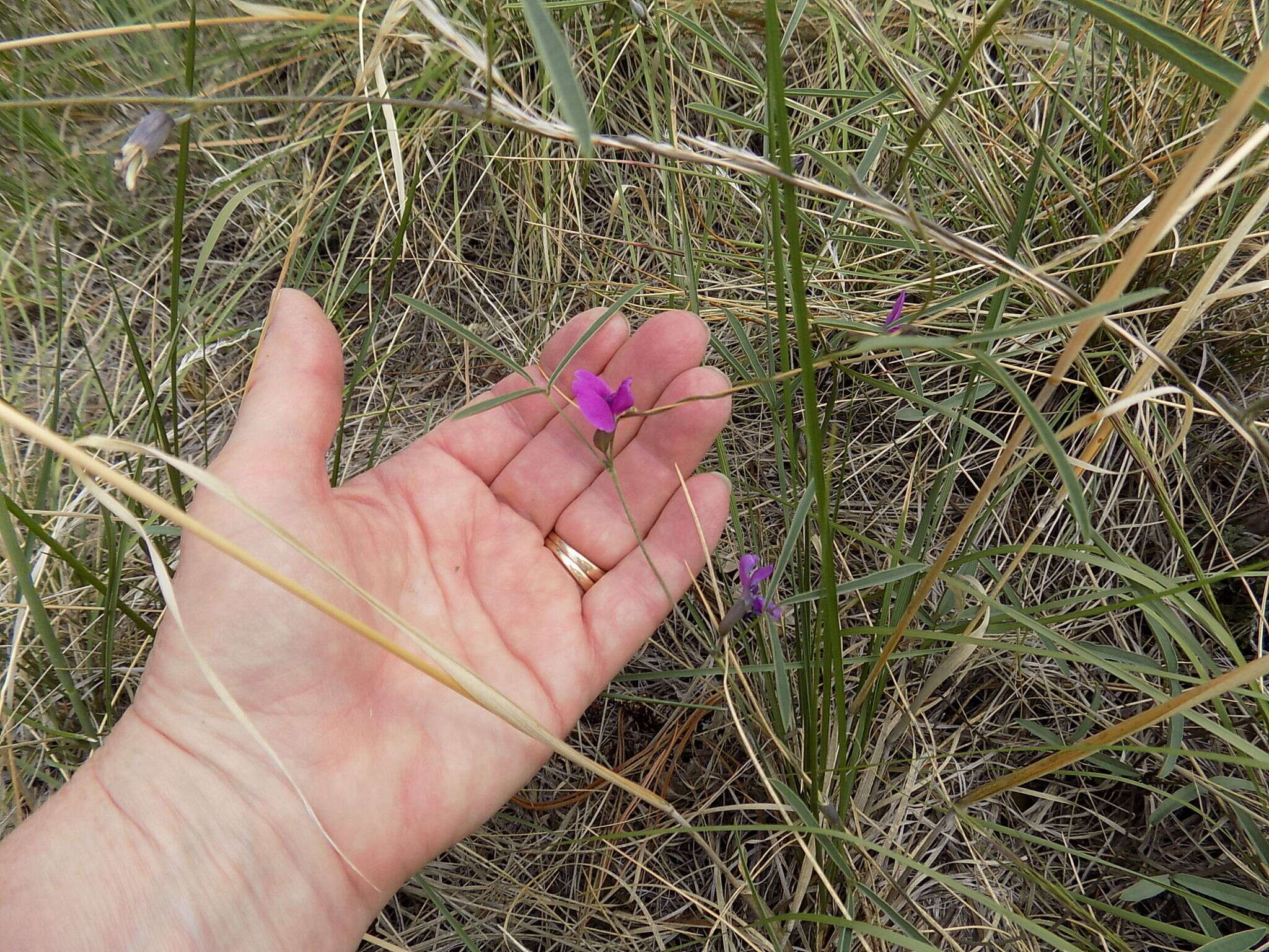 Plancia ëd Cologania angustifolia Kunth