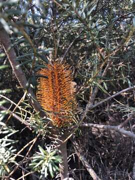 Imagem de Banksia ericifolia subsp. ericifolia