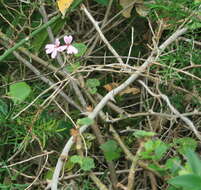 Image of horseshoe geranium