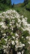 Image of Argyranthemum pinnatifidum subsp. pinnatifidum