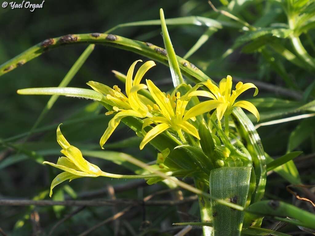 Gagea chlorantha (M. Bieb.) Schult. & Schult. fil.的圖片