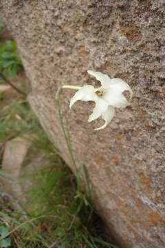 Image of Gladiolus longicollis subsp. platypetalus (Baker) Goldblatt & J. C. Manning