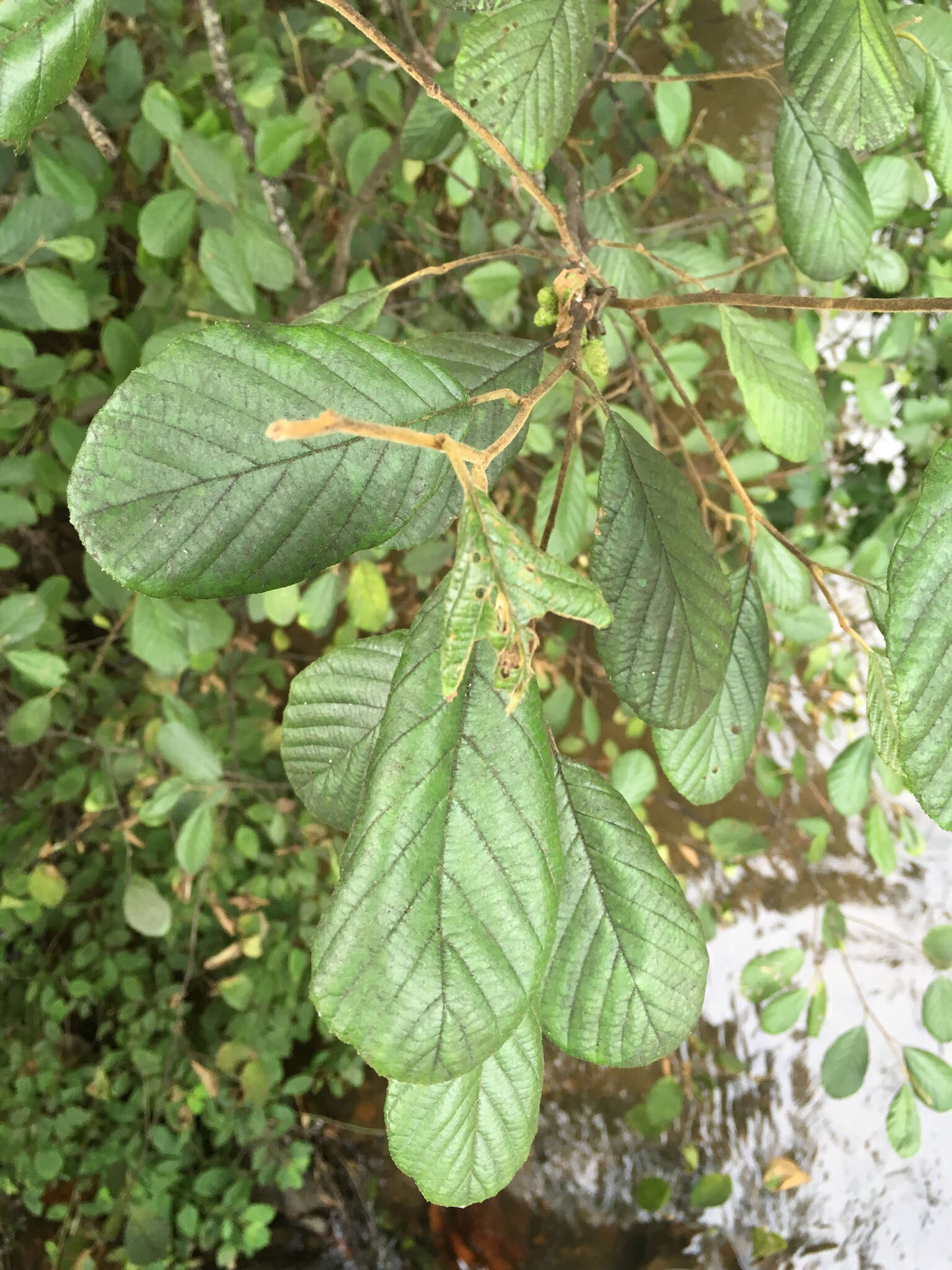 Plancia ëd Alnus serrulata (Aiton) Willd.