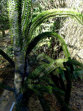 Image of Madagascan ocotillo