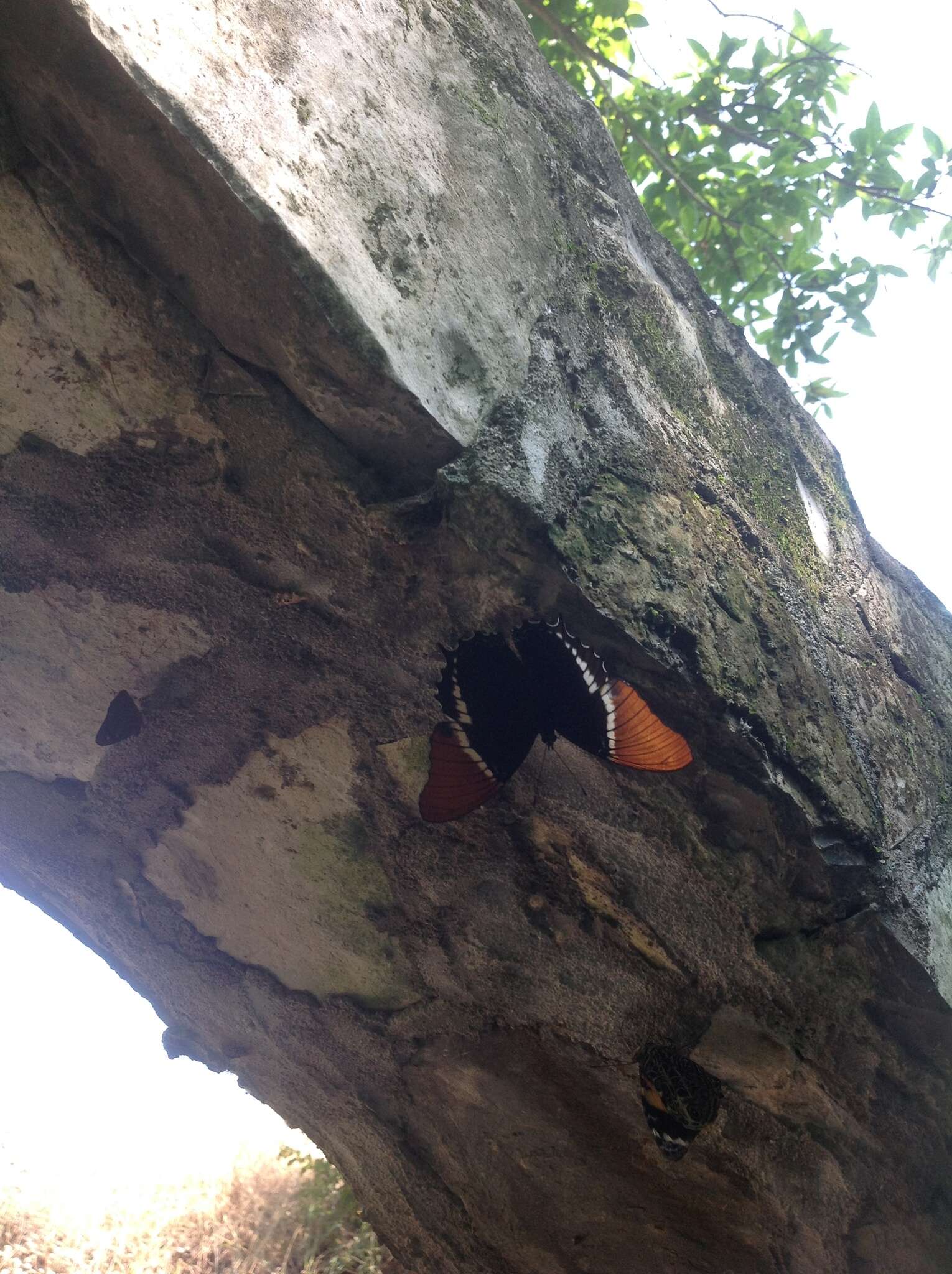 Image de Siproeta epaphus epaphus