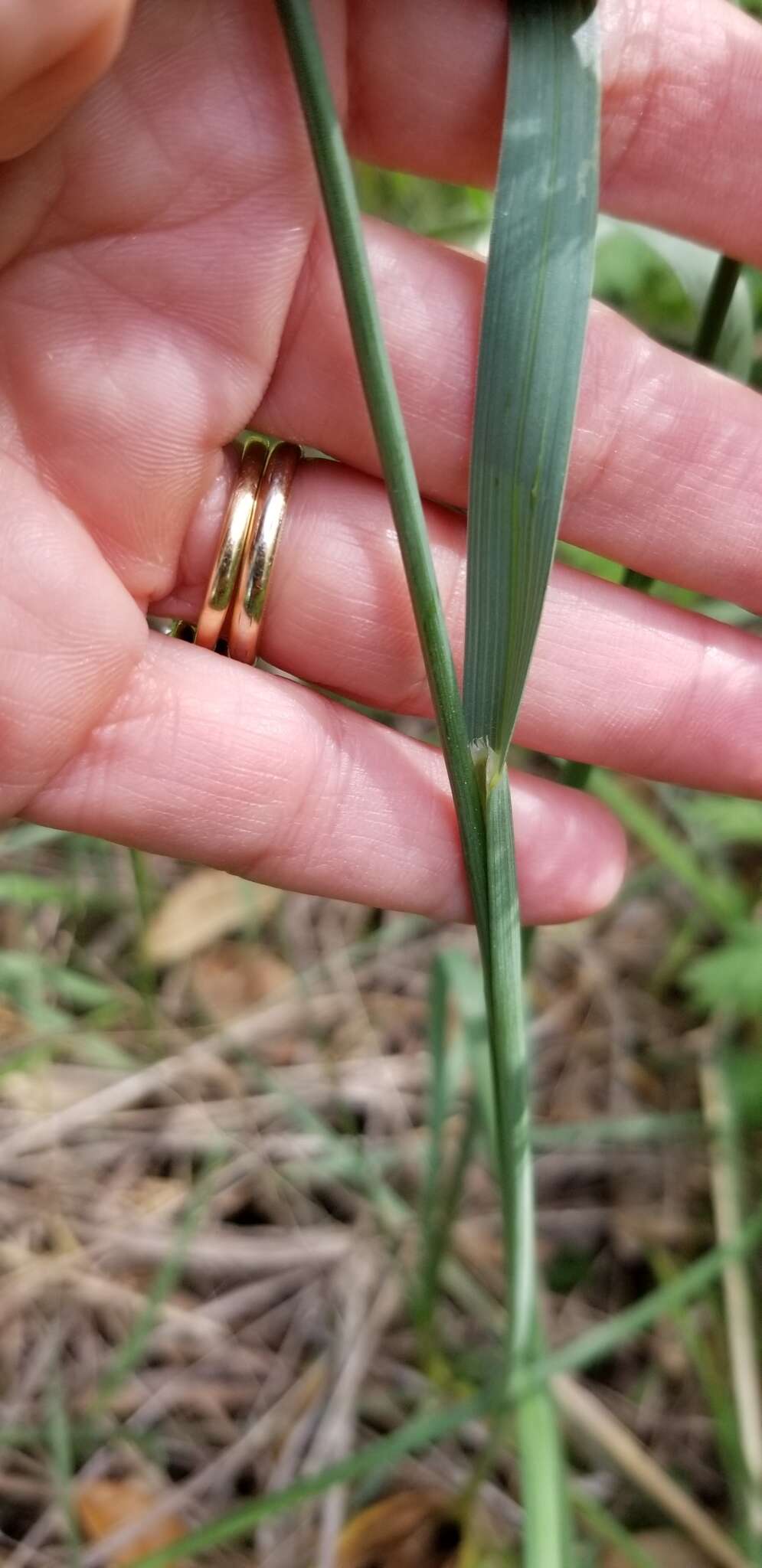 Imagem de Poa arachnifera Torr.