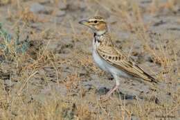 Image of Bimaculated Lark