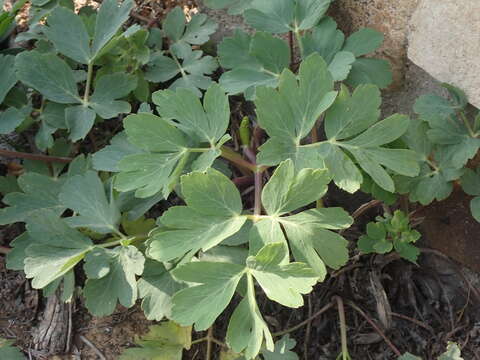 Image of Peucedanum japonicum Thunb.