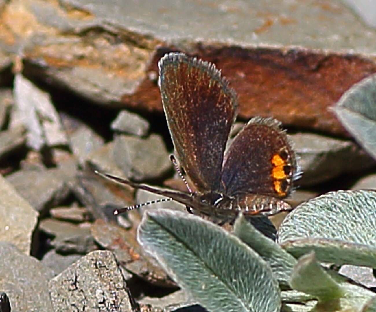 Image of Grass jewel