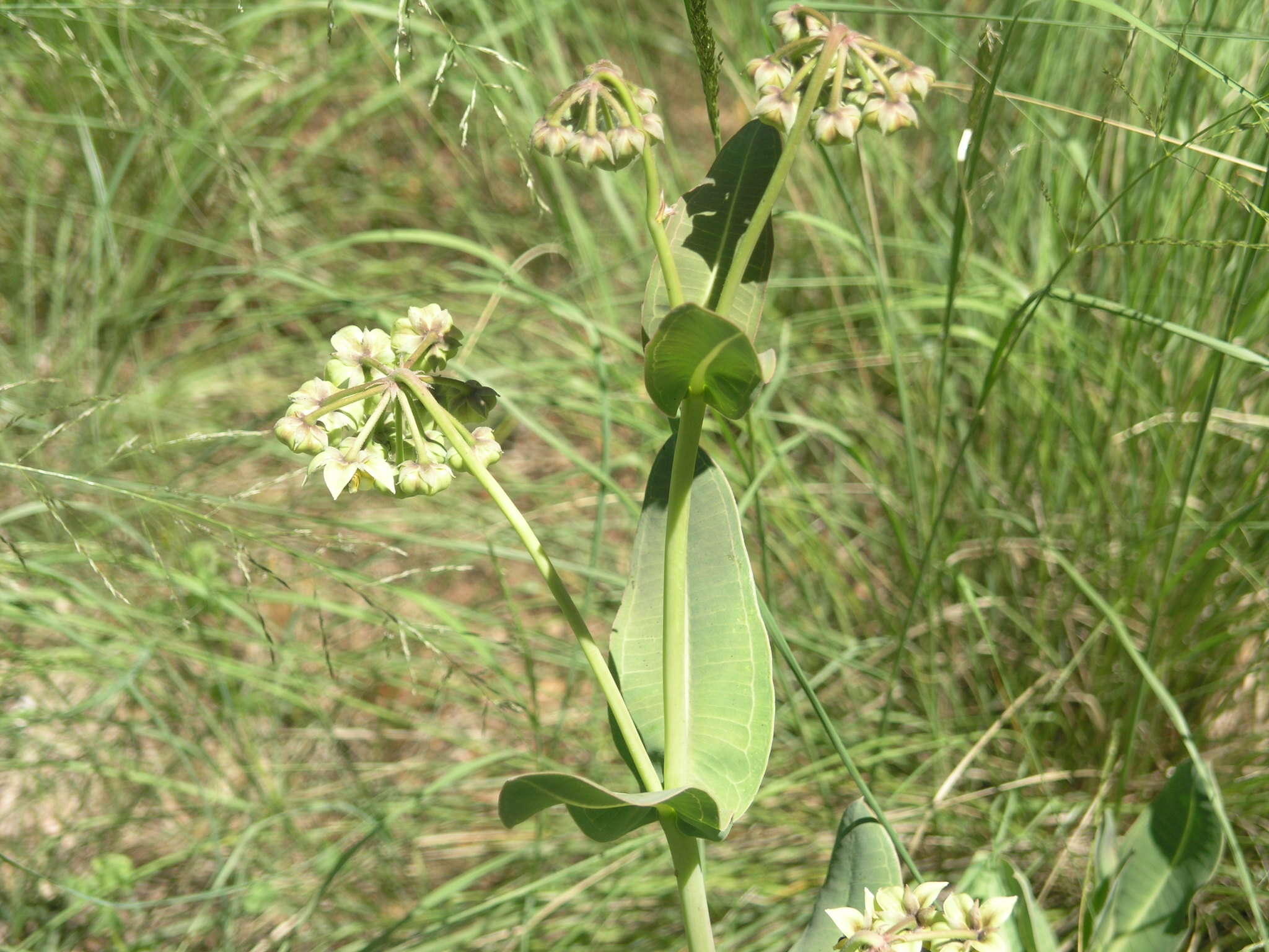 Image of Asclepias elata Benth.