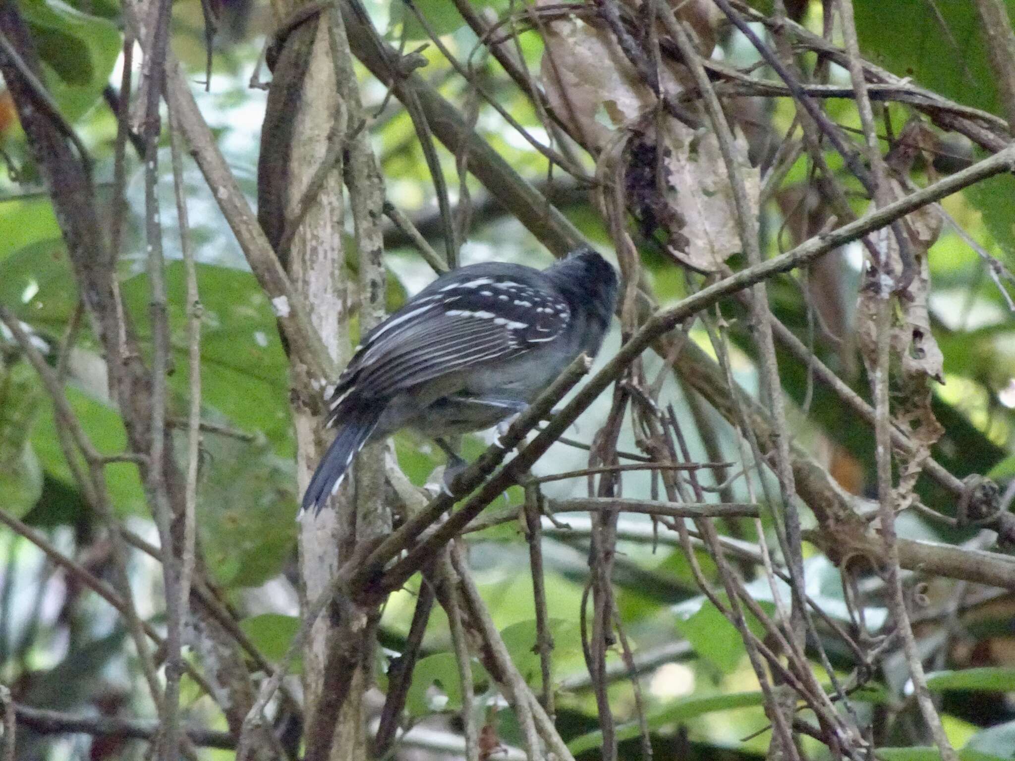 Image of Black-crowned Antshrike