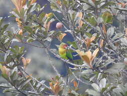 Image of Rusty-faced Parrot