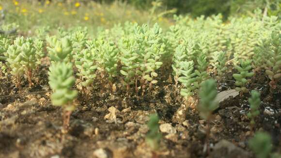 Image of Sedum nuttalianum Rafin.