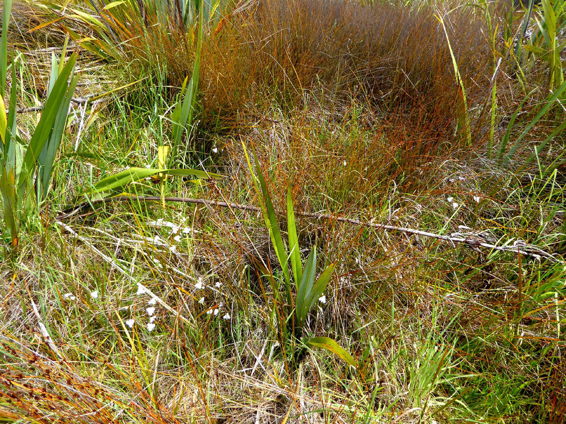 Image of Libertia peregrinans Cockayne & Allan