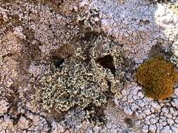 Image of Shrubby rim-lichen;   Rim lichen